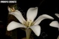/album/fotogalerie-mantis-from-habitat2/hymenopus-coronatus-jpg/